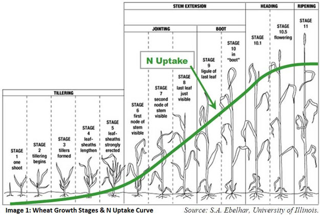 corn.jpg corn.jpg